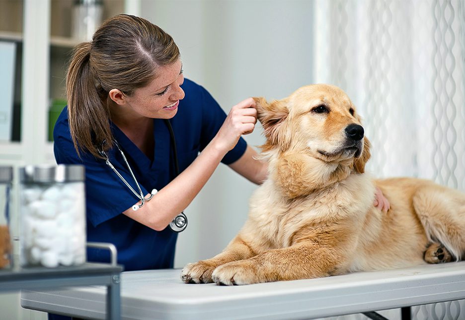 How Can I Become a Registered Veterinary Technician? Schools, Cost, Salaries